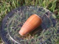 Conus Radiatus - 4.7 cm