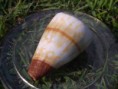 Conus Miles - 6 cm